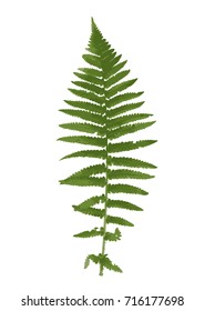 Naturalistic picture of Fern. Vector Illustration. EPS10