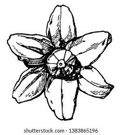 Naturalistische Rosette ist eine künstliche Rose mit sechs Trennlinien, Vintage-Linien-Zeichnung oder Gravur-Illustration.