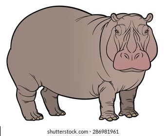 naturalistic vector hand drawing illustration of hippo or Hippopotamus amphibius or river horse