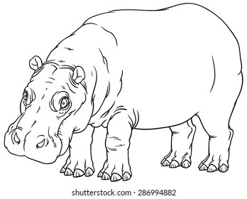 naturalistic vector hand drawing illustration of hippo or Hippopotamus amphibius or river horse