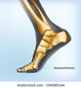 Naturalistic visualization of sesamoid bones of foot.