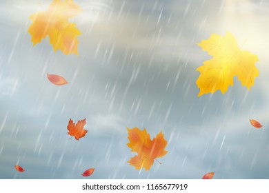 Nature autumn background with falling red, yellow, orange, brown Maple Leaves on sky. Autumn season rainy weather design. Template for placards, banners, flyers. Natural downpour weather rainfall