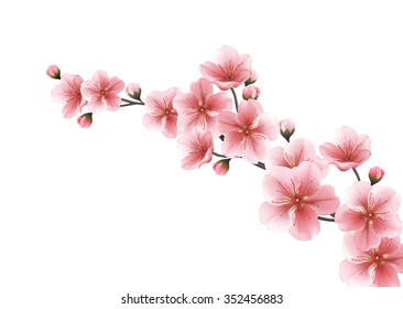 Nature background with blossom branch of pink sakura flowers. Vector template isolated on white background