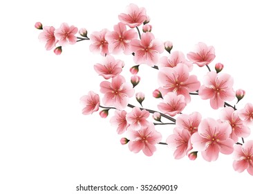 Nature background with blossom branch of pink sakura flowers. Vector template isolated on white background