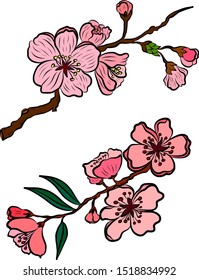 Nature background with blossom branch of sakura flower vector on isolate background.Branch of cherry blossom on white.