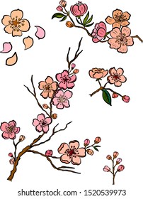 Nature background with cherry blossom branch of sakura flower vector on isolated background.Branch of Peach blossom on white.
