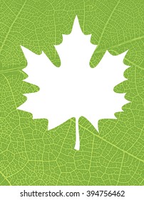 Naturhintergrund mit freiem Platz für Text oder Bild. Grüne Venen bilden die Textur des Papiers.