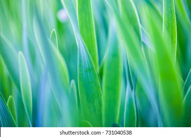 The Nature Background With Grass And Bokeh, Vector Illustration