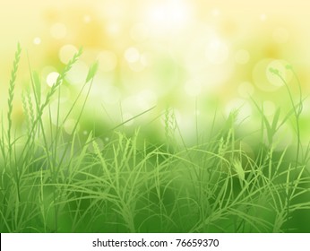 nature background with green grass