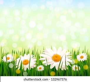 Nature background with green grass, daisies and a blue sky. Vector