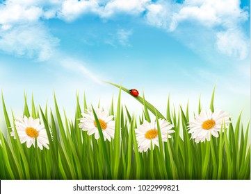 Nature background with green grass and daisy. Vector. 