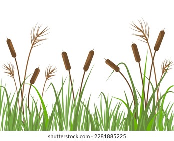 Nature background with reeds and grass. River landscape with plants on white background. Flat vector illustration. 