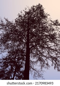 Fondo natural de la silueta de árboles caducifoliares en bosque invernal