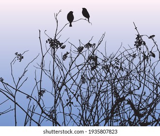 Nature background of silhouettes birds sitting on wildflowers in evening