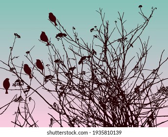 Nature background of silhouettes birds sitting on wildflowers at sunset