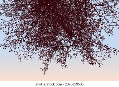 Nature background of silhouettes fruit tree in autumn park against morning sky