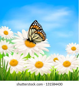 Nature background with spring daisy flower and butterfly. Vector illustration