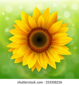 Nature Background with sunflower over green bokeh background.