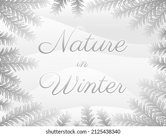 Nature background template when it's snowing and the white pine leaves are covered in snow