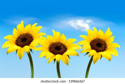 Nature background with three yellow sunflowers. Vector