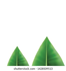 nature background, two green leaves 3d realistic vectors, medicine, herbs, spices plants leaves, white background