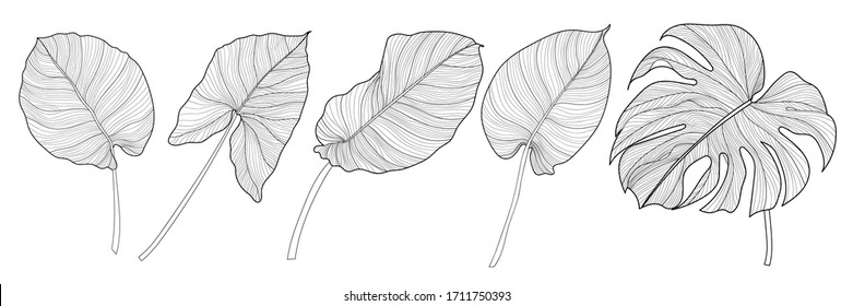 Nature background vector. Black and white floral pattern, Split-leaf Philodendron plant with monstera plant line arts, Vector illustration.