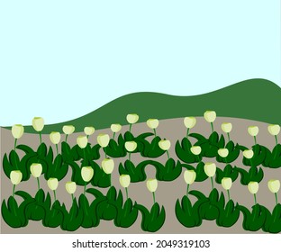 nature background vector illustration and yellow flower tulip sky nature and landscape plant illustration