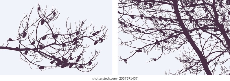 Fundo da natureza de silhuetas ramos de pinheiro com cones, ilustrações vetoriais  