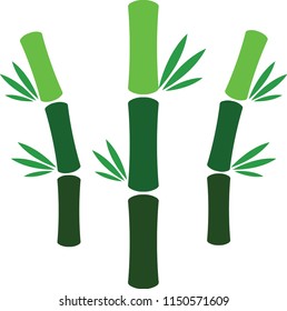 nature bamboo , tree of bamboo