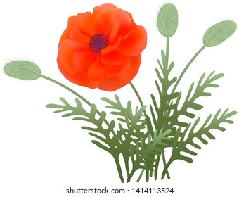 nature; bouquet; bud; flower; poppies; poppy; wildflower