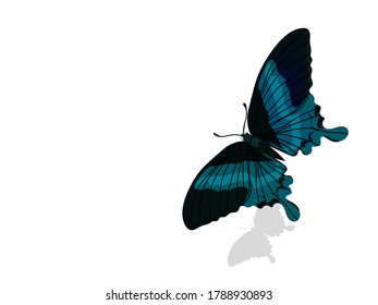 Die Art des Schmetterling-Vektorbildes