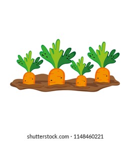 nature carrots cultivated plantation product