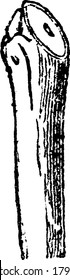 The nature of the cut itself in pruning is of more consequence, especially in the case of fruit trees, than at first sign may appear, vintage line drawing or engraving illustration.