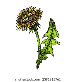 nature dandelion hand drawn. spring blossom, plant summer, wind floral nature dandelion vector sketch. isolated color illustration