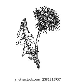 la naturaleza de los dientes de león dibujada a mano. flor primaveral, verano vegetal, boceto vectorial de la naturaleza floral del viento. ilustración de color aislado