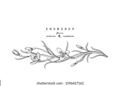 Nature design elements. Black and white snowdrop botanical illustration. Vintage floral clip art hand drawn group. Flowers drawing and sketch with line-art Isolated on white background.