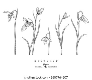 Nature design elements. Black and white snowdrop botanical illustration. Vintage floral clip art hand drawn group. Flowers drawing and sketch with line-art Isolated on white background.