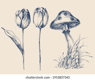 Nature design elements, mushroom and tulip folwers set