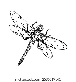 natureza libélula desenhada à mão. predador de lagoa, biodiversidade aquática, larvas de ecossistema natureza libélula esboço vetor. ilustração preta isolada