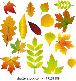 Nature fall yellow leaf autumn leaves seasonal forest symbols. Collection beautiful colorful autumn leaves isolated on white background. Color maple bright season red and orange autumn leaves.