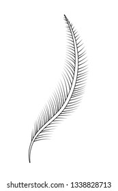 nature feather cartoon