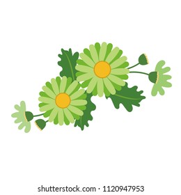 Nature flower green daisy, vector botanic garden floral leaf plant.