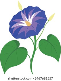 Nature Flower Morning Glory Flower illustration art