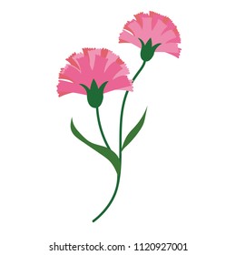 Nature flower pink carnations, vector botanic garden floral leaf plant.