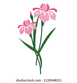 Nature flower pink iris, vector botanic garden floral leaf plant.