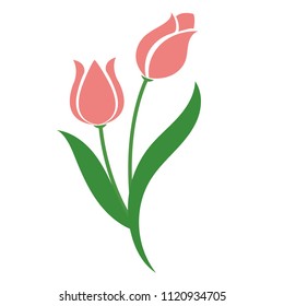 Nature flower pink tulip, vector botanic garden floral leaf plant.