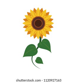 Nature flower sunflower, vector botanic garden floral leaf plant.
