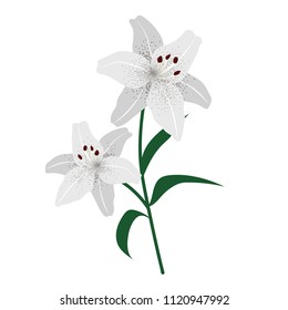 Nature flower white tiger lily, vector botanic garden floral leaf plant.