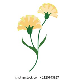 Nature flower yellow carnations, vector botanic garden floral leaf plant.
