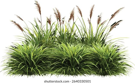 Nature grass cut out illustration, montage file, green grass, outdoor, transparent background, vector design, nature illustration, environmental design, grass texture